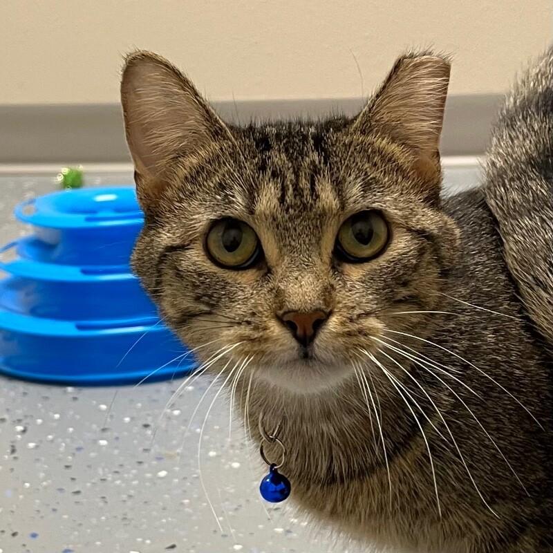 Enlarge Mona, a Adoptable Domestic Short Hair in Yankton, SD image 6/6