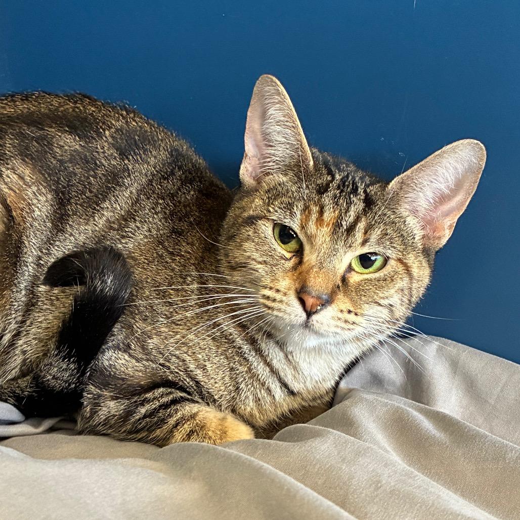 Enlarge Katie, a Adoptable Domestic Short Hair in Tulsa, OK image 1/3