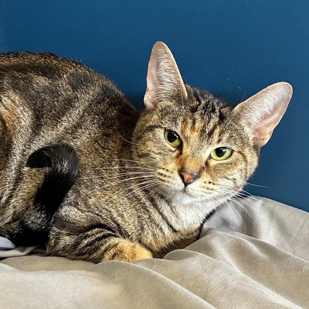 Enlarge Katie, a Adoptable Domestic Short Hair in Tulsa, OK image 2/3