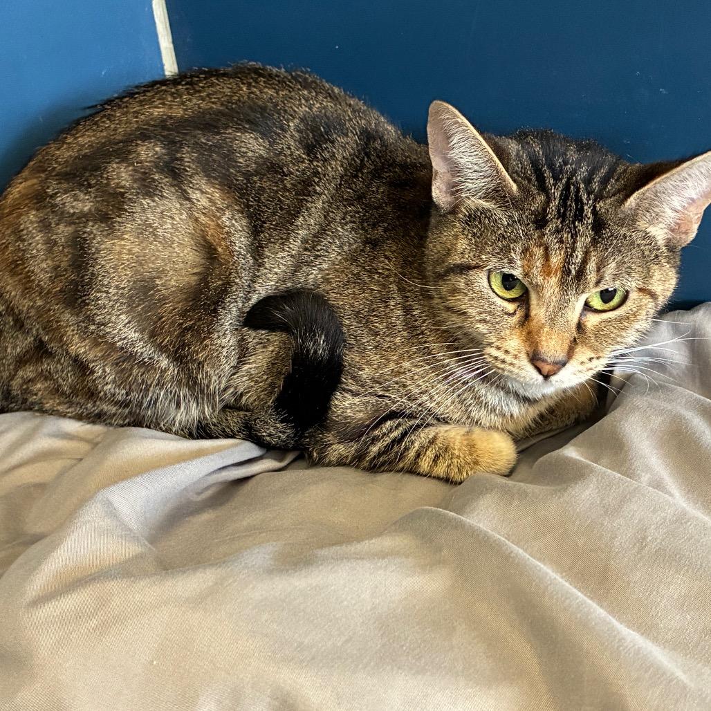 Enlarge Katie, a Adoptable Domestic Short Hair in Tulsa, OK image 3/3