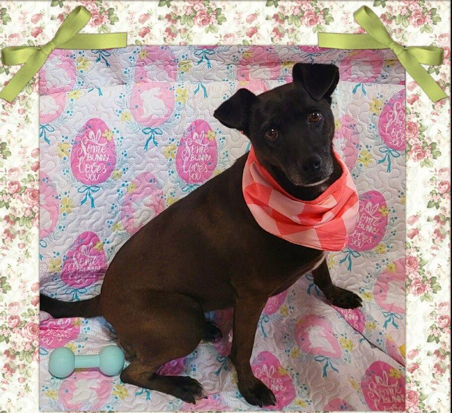 Enlarge Sofi, a Adoptable Chihuahua in Littlerock, CA image 1/2