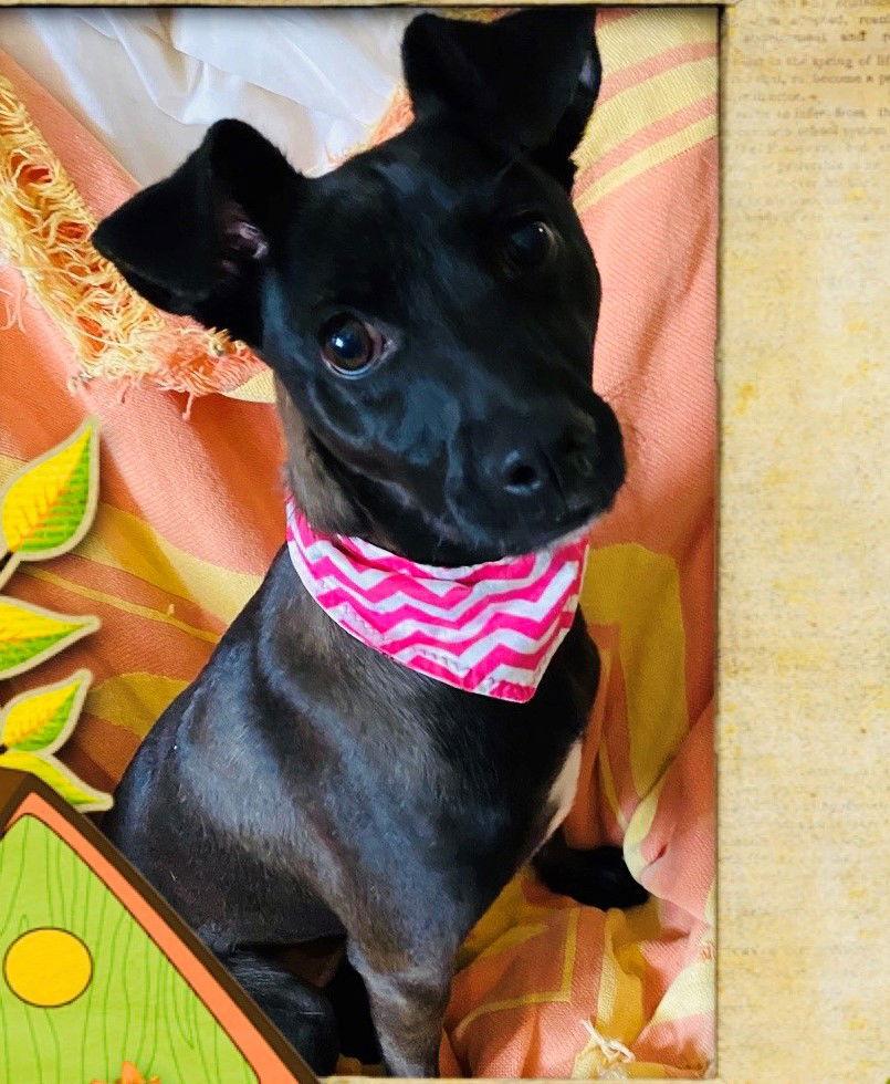 Enlarge Sofi, a Adoptable Chihuahua in Littlerock, CA image 2/2