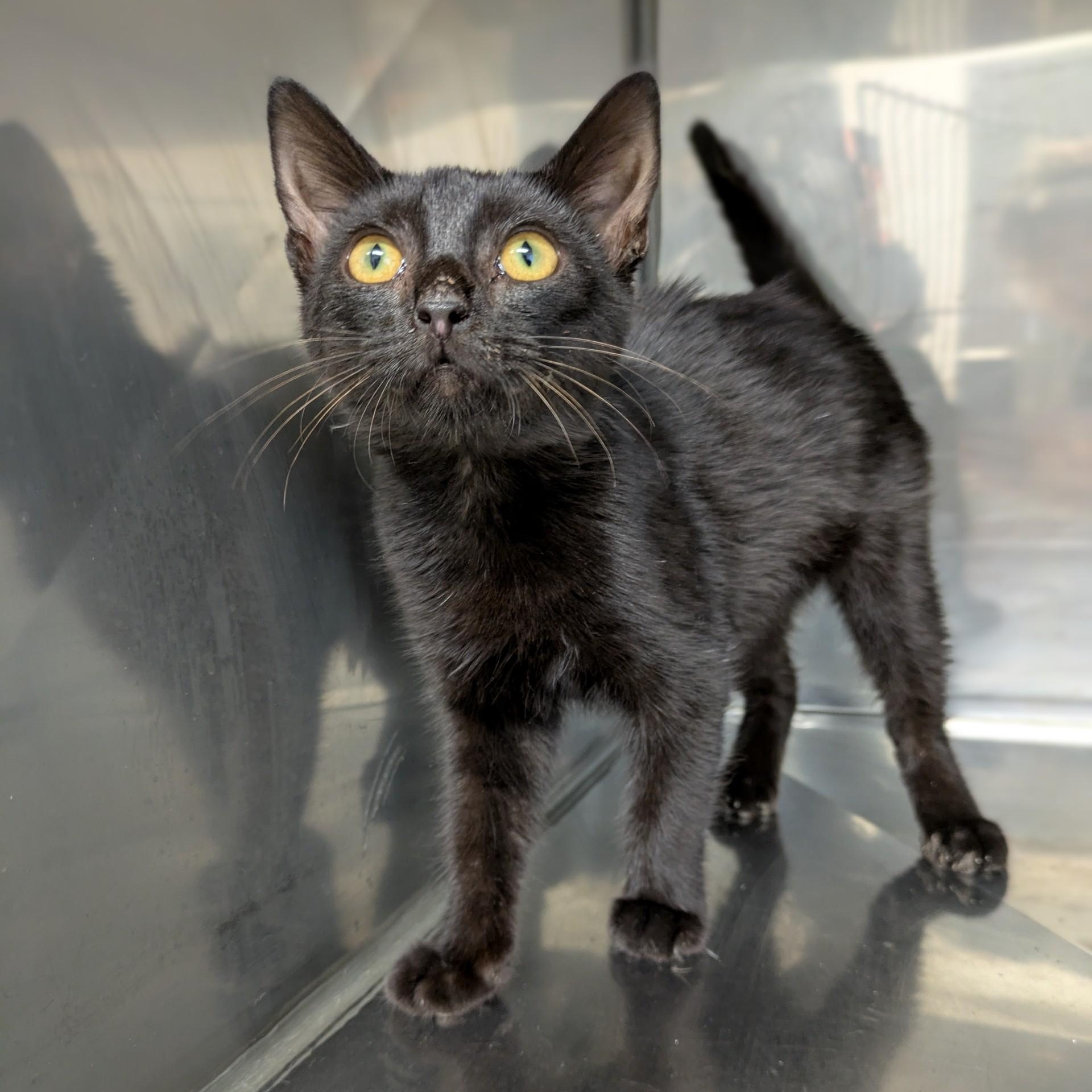 Maddie, Adoptable, Kitten Female Domestic Short Hair.