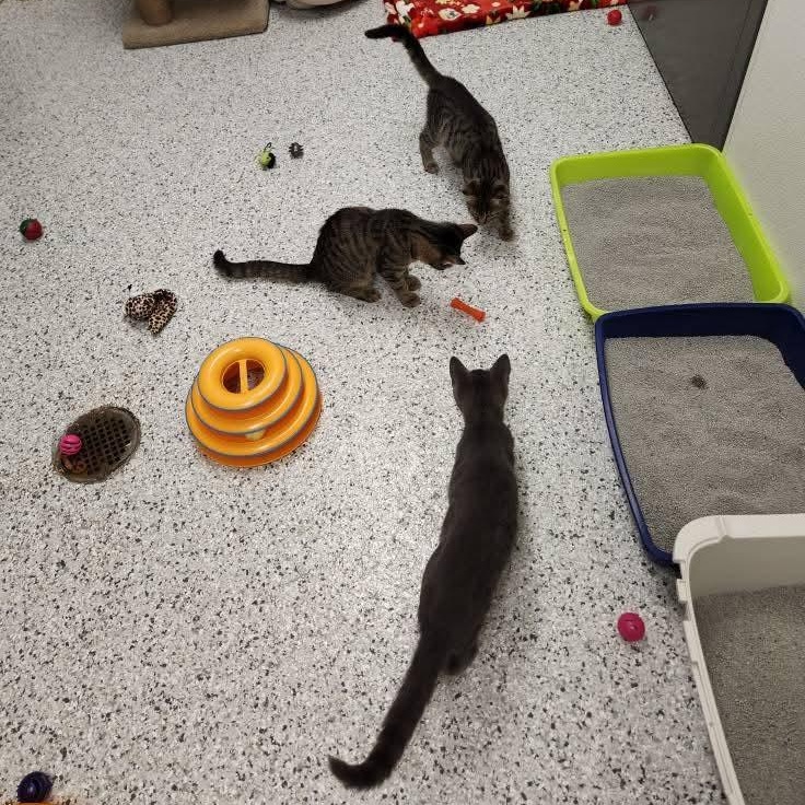 Enlarge Maddie, a hold mixed breed in Mount Carmel, IL image 1/6