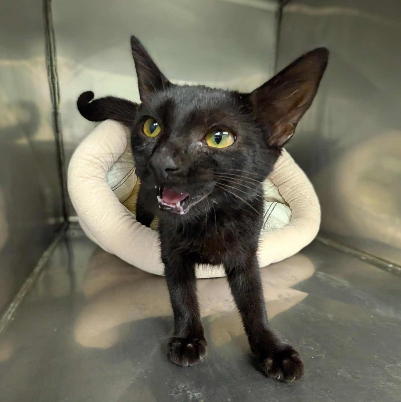 Enlarge Maddie, a hold mixed breed in Mount Carmel, IL image 5/6