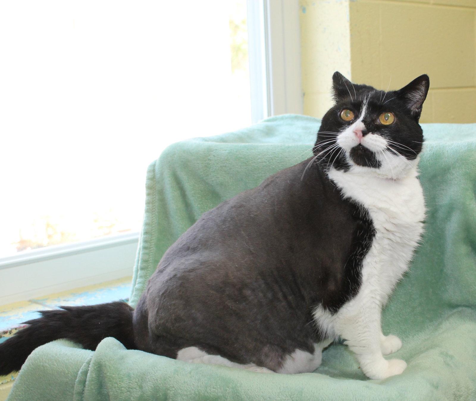 Enlarge Ruby 22554, a Adopted Domestic Short Hair in Prattville, AL image 1/2
