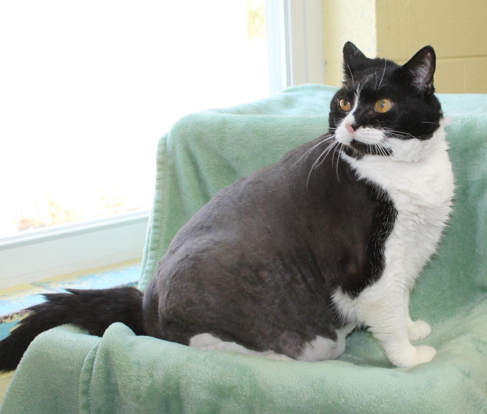 Enlarge Ruby 22554, a Adopted Domestic Short Hair in Prattville, AL image 2/2