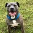 Sarge, Adoptable, Adult Male Pit Bull Terrier.