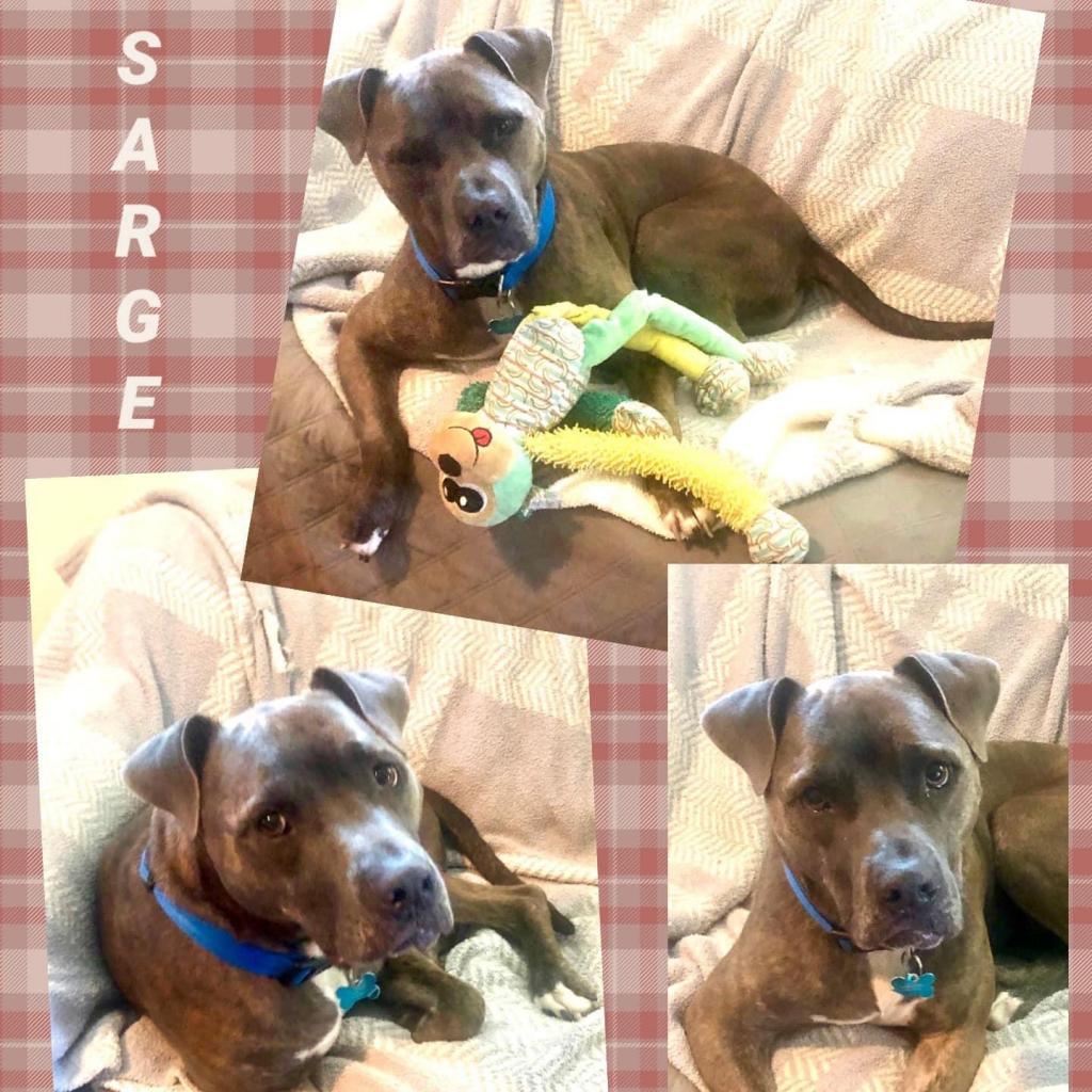 Enlarge Sarge, a Adoptable Pit Bull Terrier in Hackett, AR image 2/2