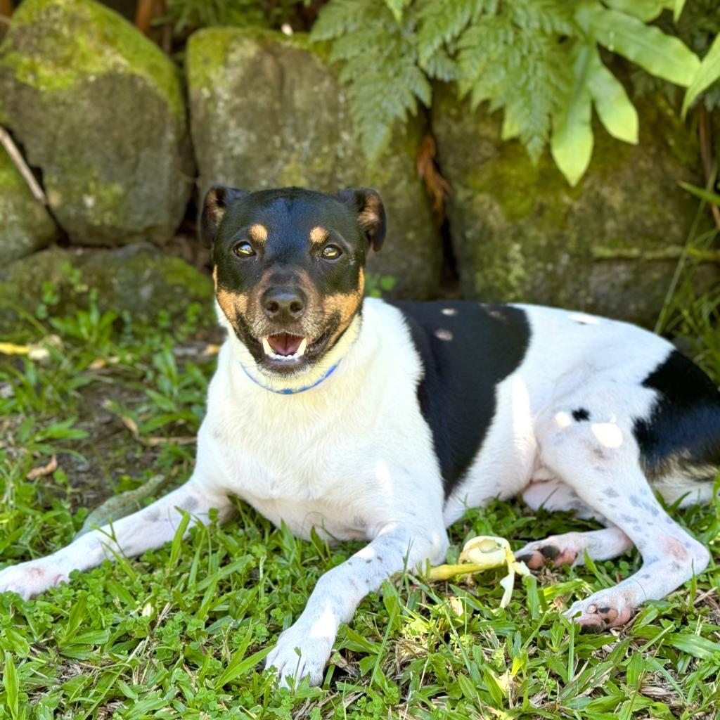 Enlarge Jasper, a Adoptable Jack Russell Terrier in Keaau, HI image 1/5