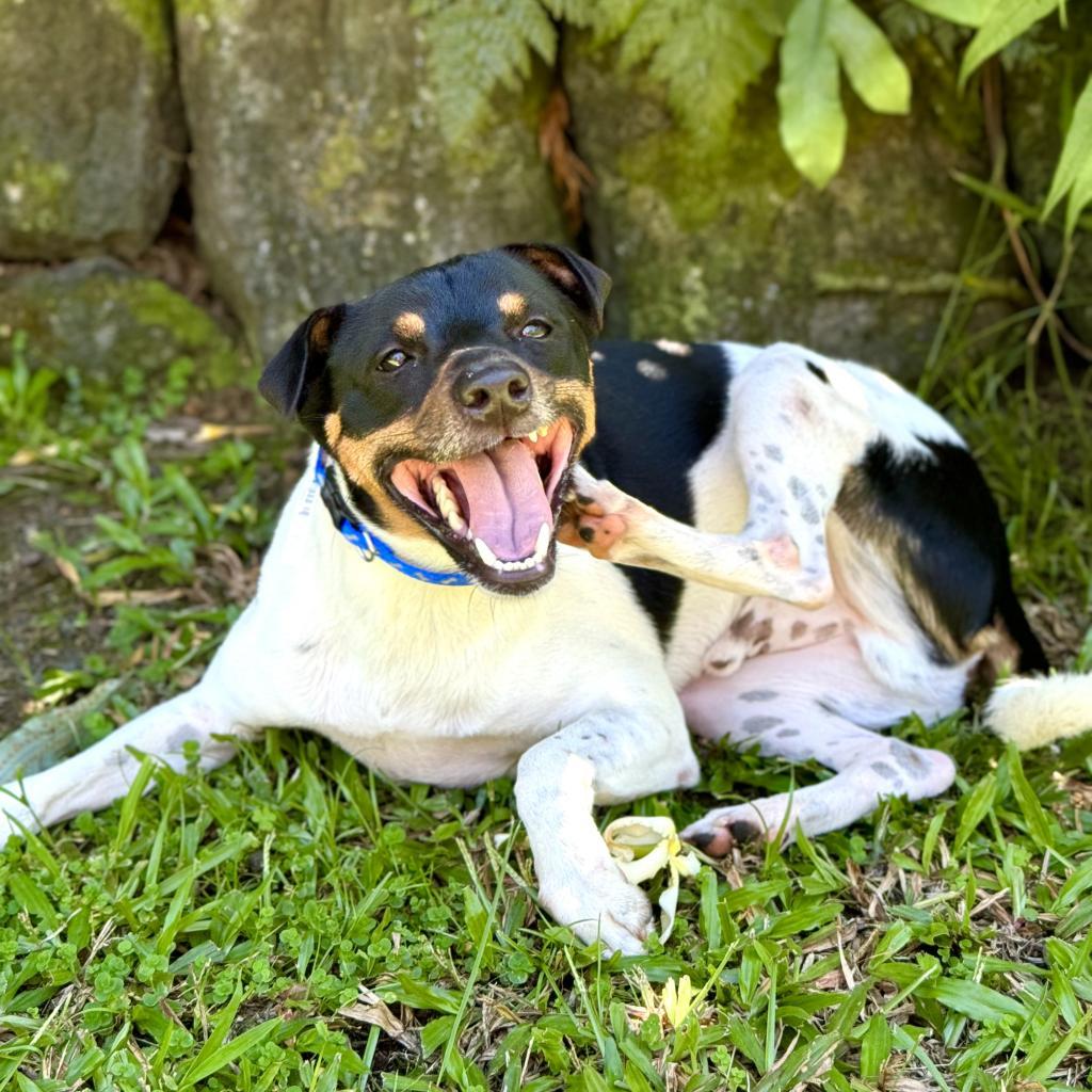 Enlarge Jasper, a Adoptable Jack Russell Terrier in Keaau, HI image 2/5