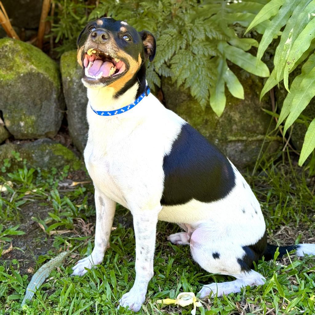 Enlarge Jasper, a Adoptable Jack Russell Terrier in Keaau, HI image 3/5