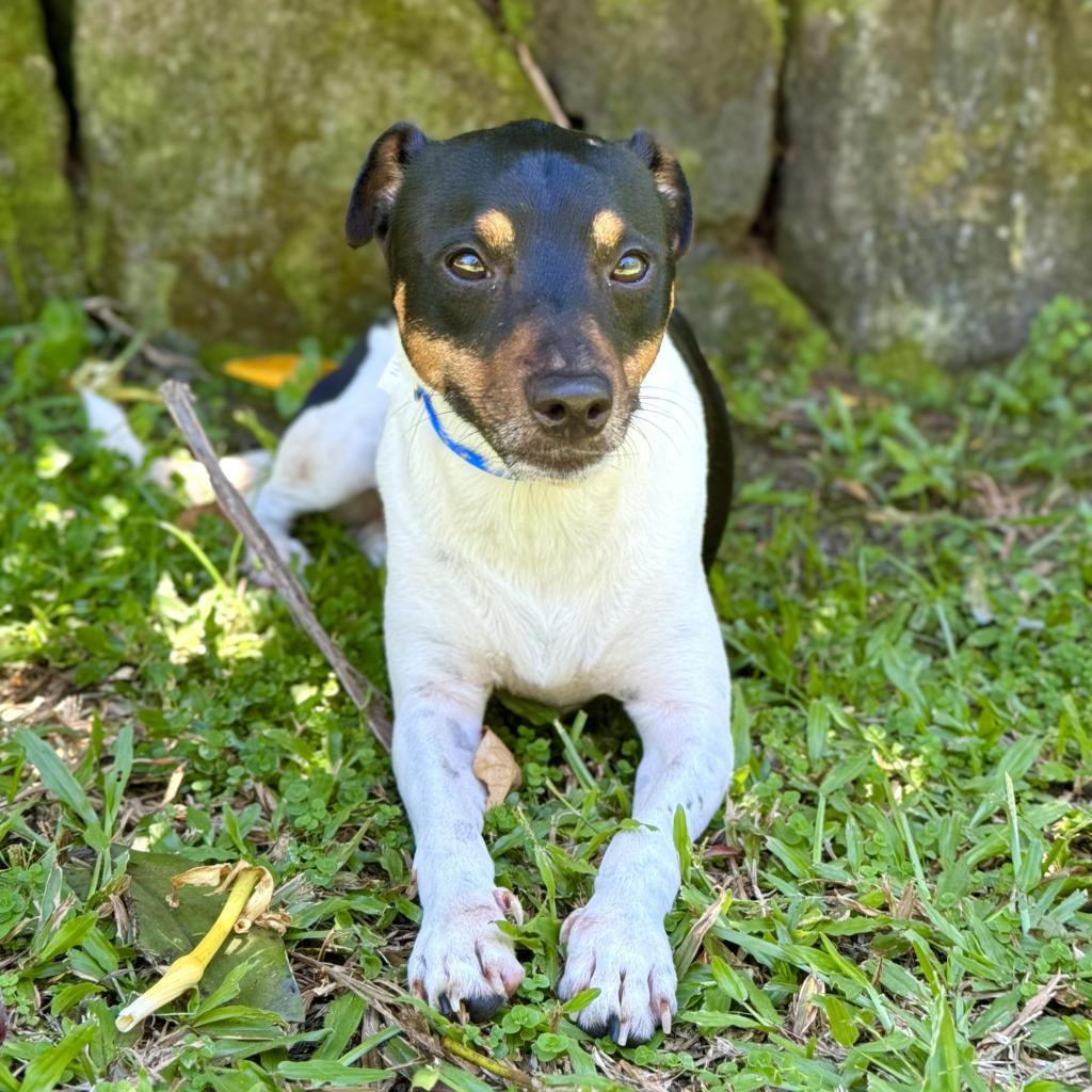 Enlarge Jasper, a Adoptable Jack Russell Terrier in Keaau, HI image 4/5