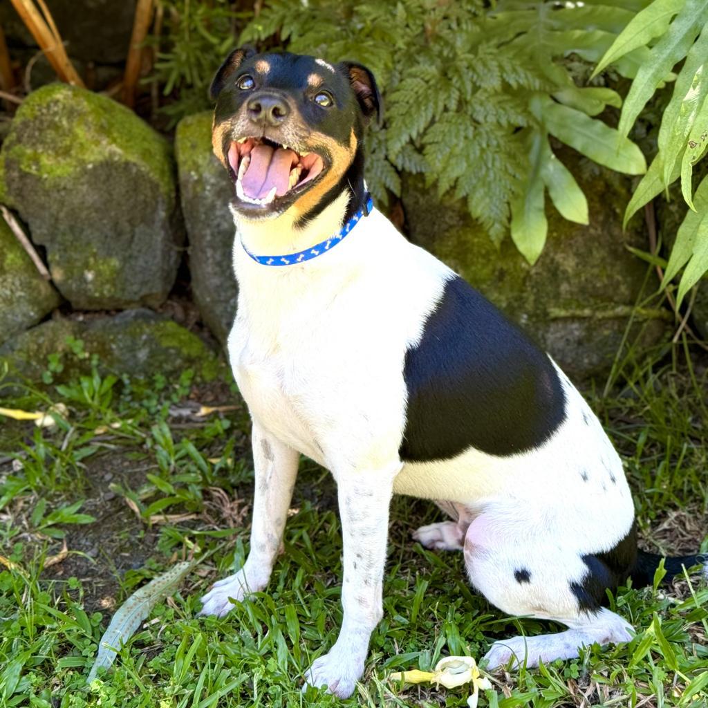 Enlarge Jasper, a Adoptable Jack Russell Terrier in Keaau, HI image 5/5