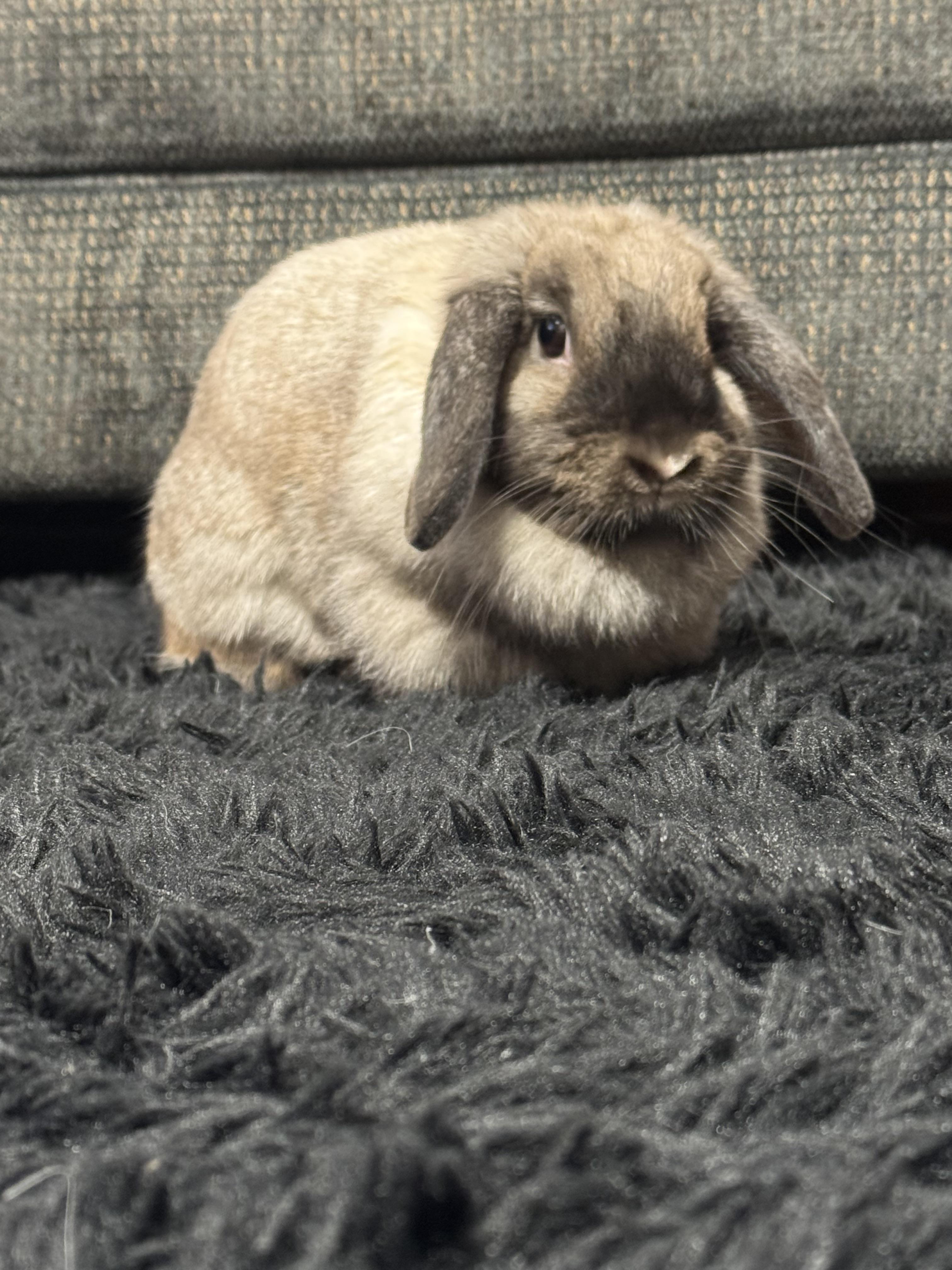 My-Bella, a Adopted Holland Lop in Cream Ridge, NJ image 1/4