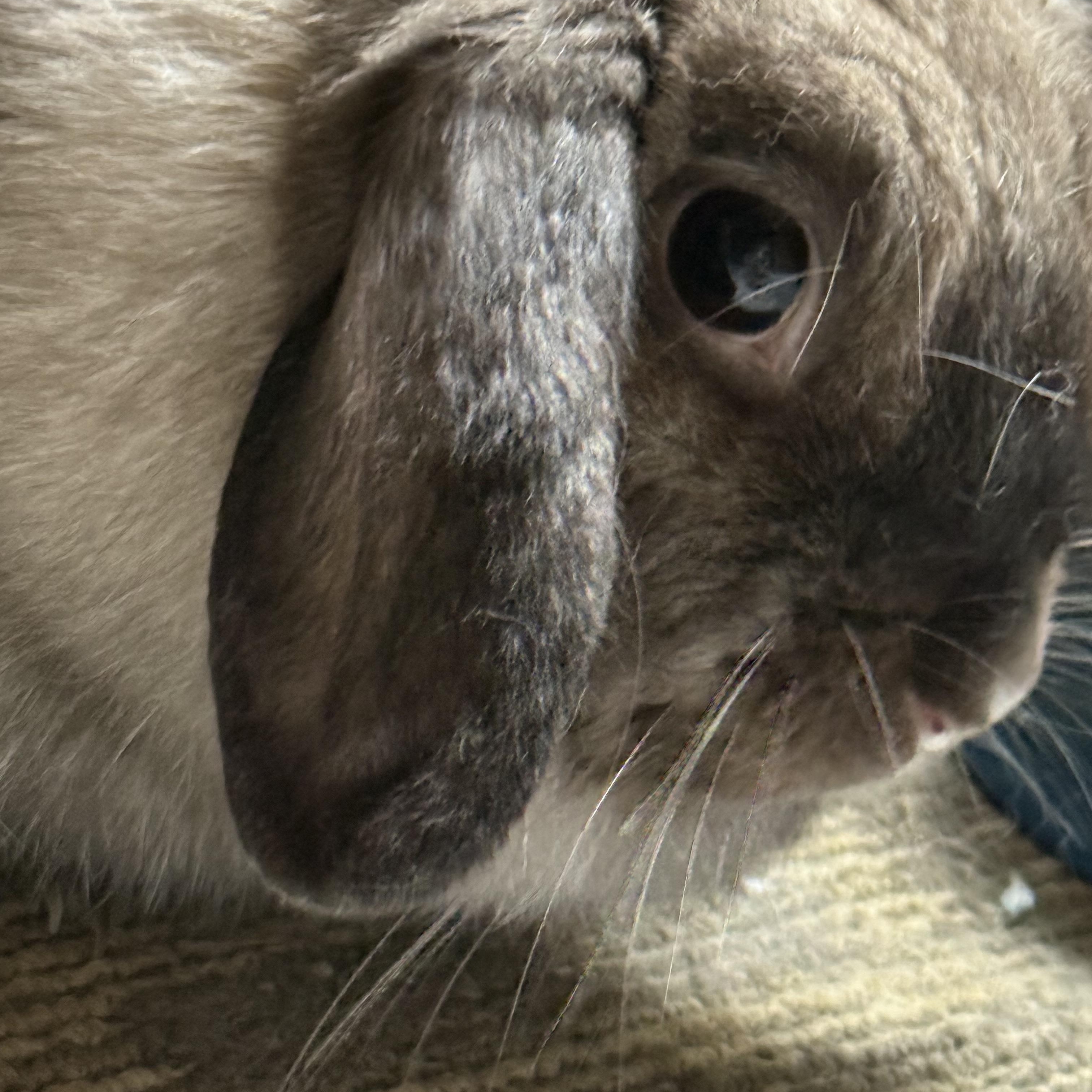 My-Bella, a Adopted Holland Lop in Cream Ridge, NJ image 2/4