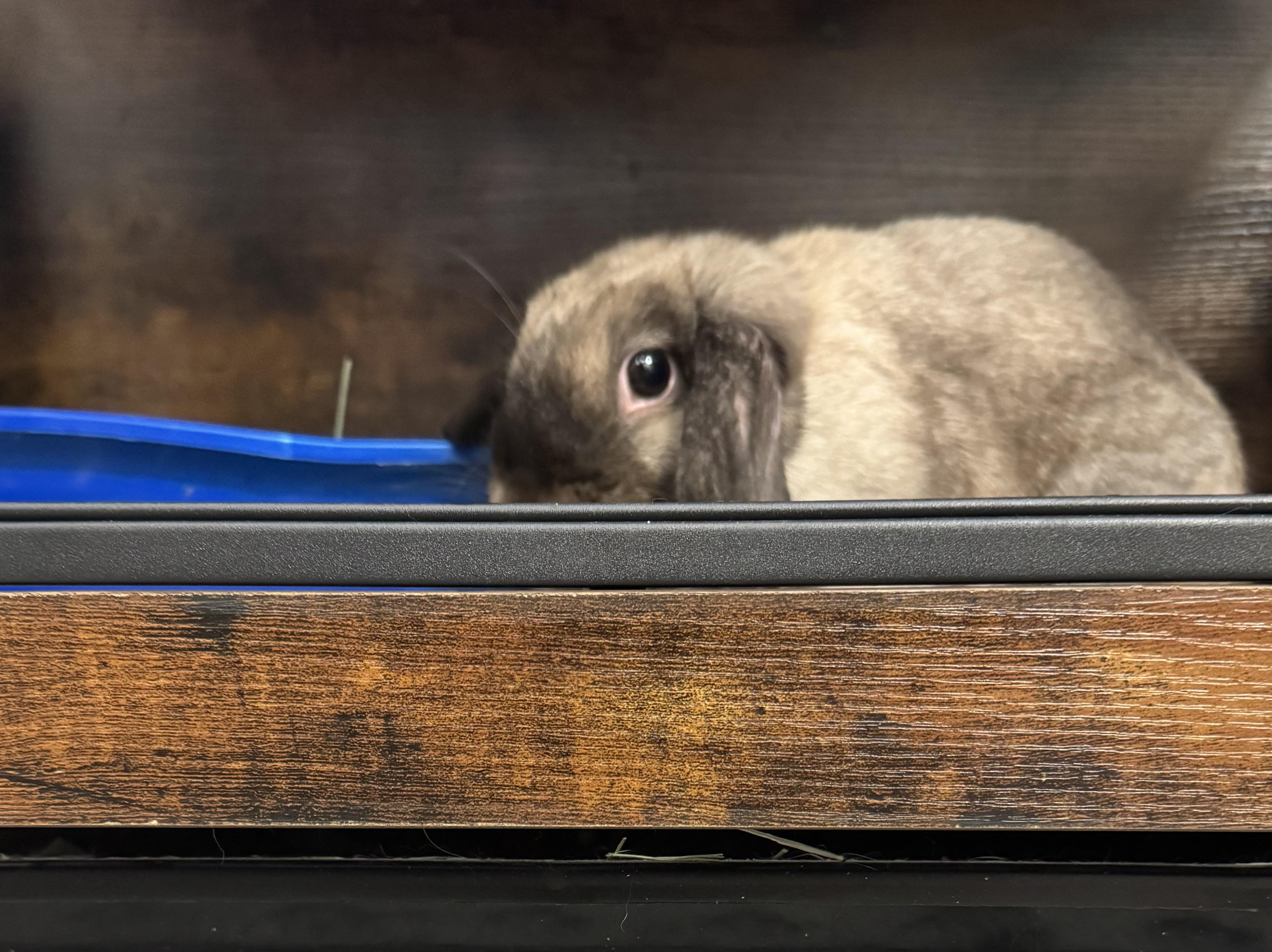 My-Bella, a Adopted Holland Lop in Cream Ridge, NJ image 3/4