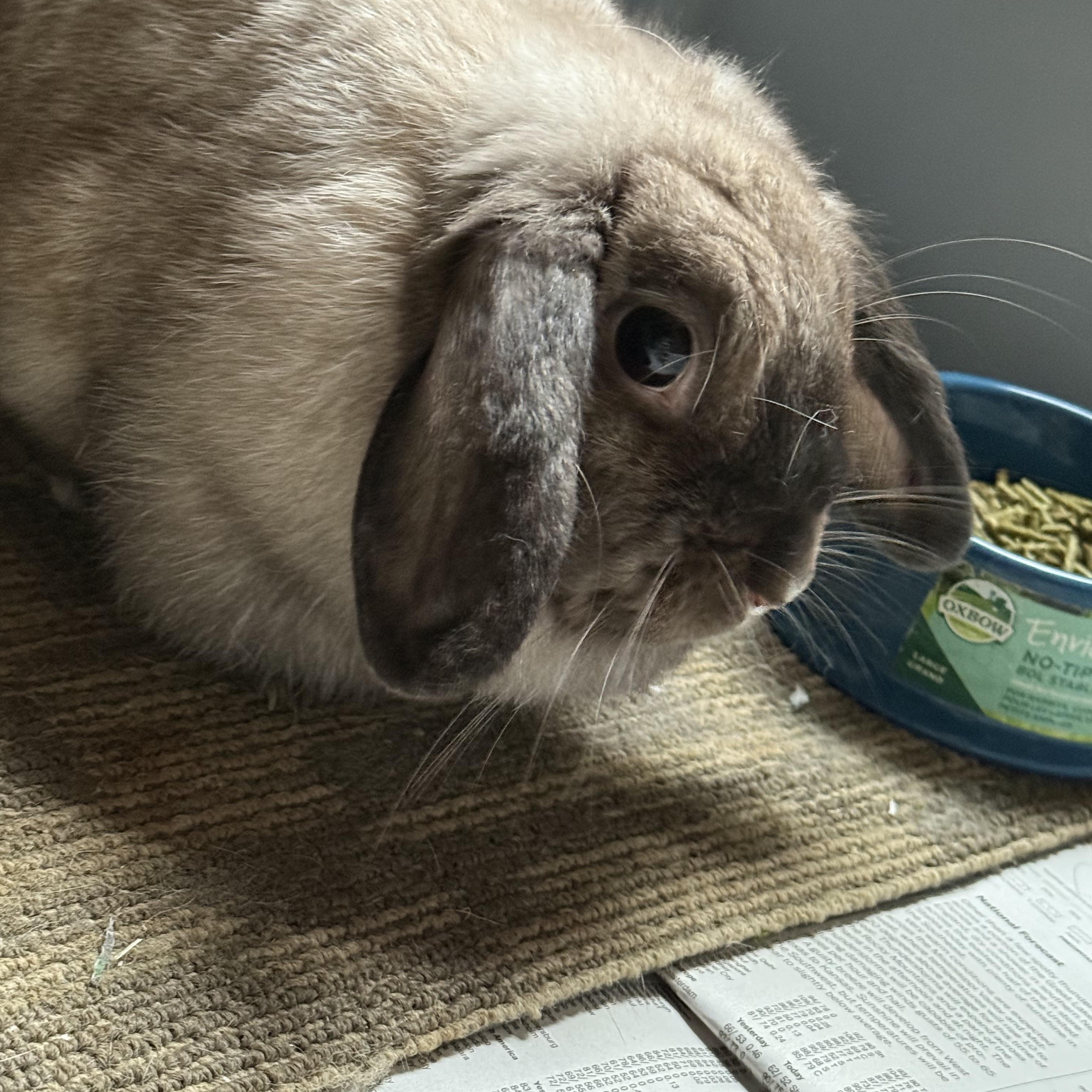 My-Bella, a Adopted Holland Lop in Cream Ridge, NJ image 4/4