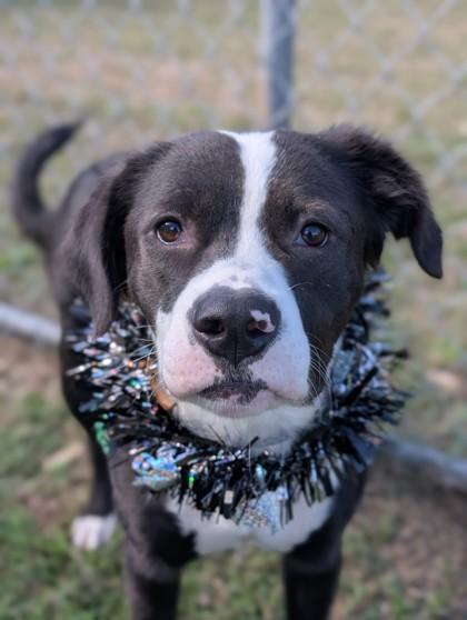 Daffodil, a Adoptable Border Collie in Gulfport, MS image 1/2