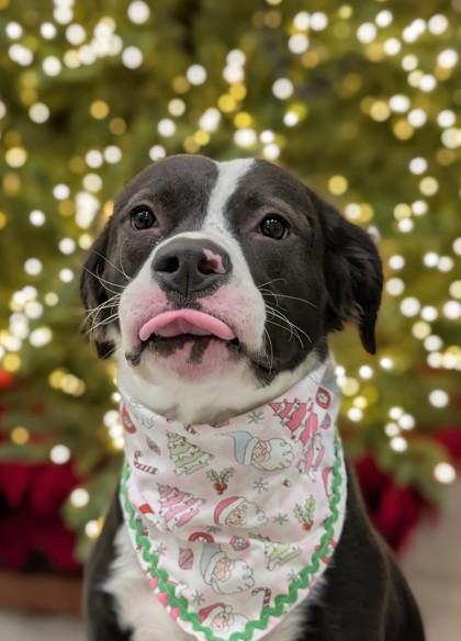 Daffodil, a Adoptable Border Collie in Gulfport, MS image 2/2