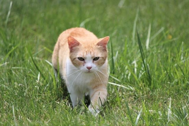Enlarge Daisy Mae, a Adoptable Domestic Medium Hair in Belle Vernon, PA image 1/3