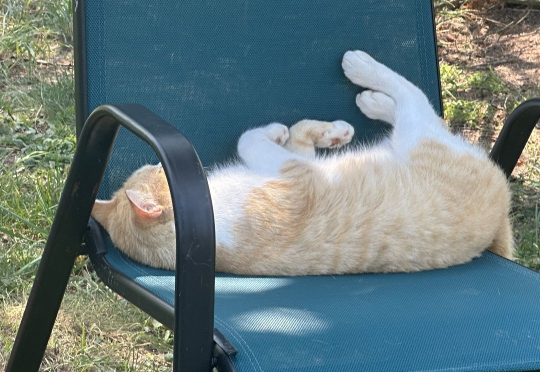 Enlarge Daisy Mae, a Adoptable Domestic Medium Hair in Belle Vernon, PA image 2/3