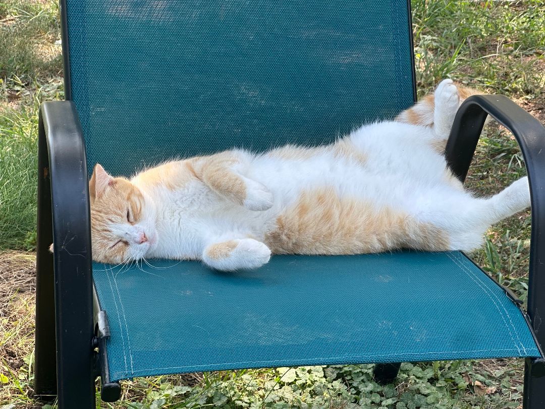 Enlarge Daisy Mae, a Adoptable Domestic Medium Hair in Belle Vernon, PA image 3/3