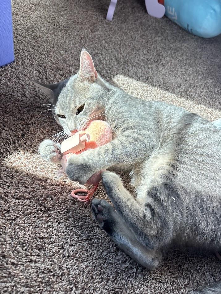 Chase, an adopted Domestic Short Hair in Columbia, MO image 2/3