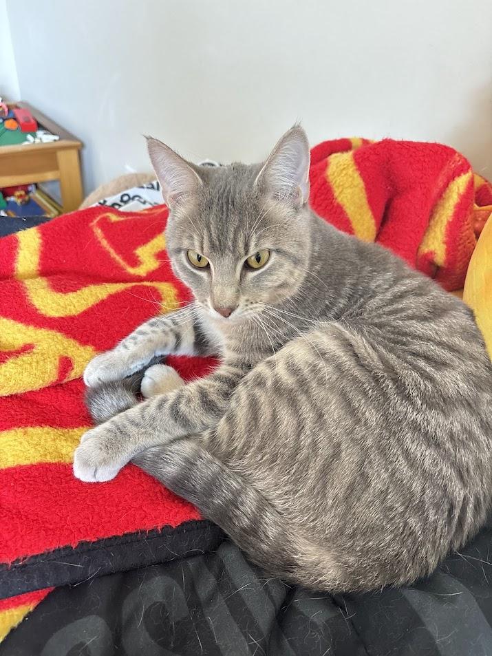 Chase, an adopted Domestic Short Hair in Columbia, MO image 3/3