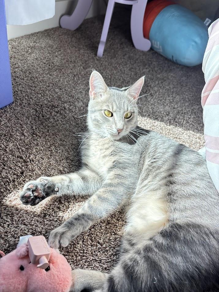 Chase, adopted, Young Male Domestic Short Hair.