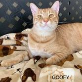 Goofy, a Adoptable Tabby in Rushville, IL image 1/2