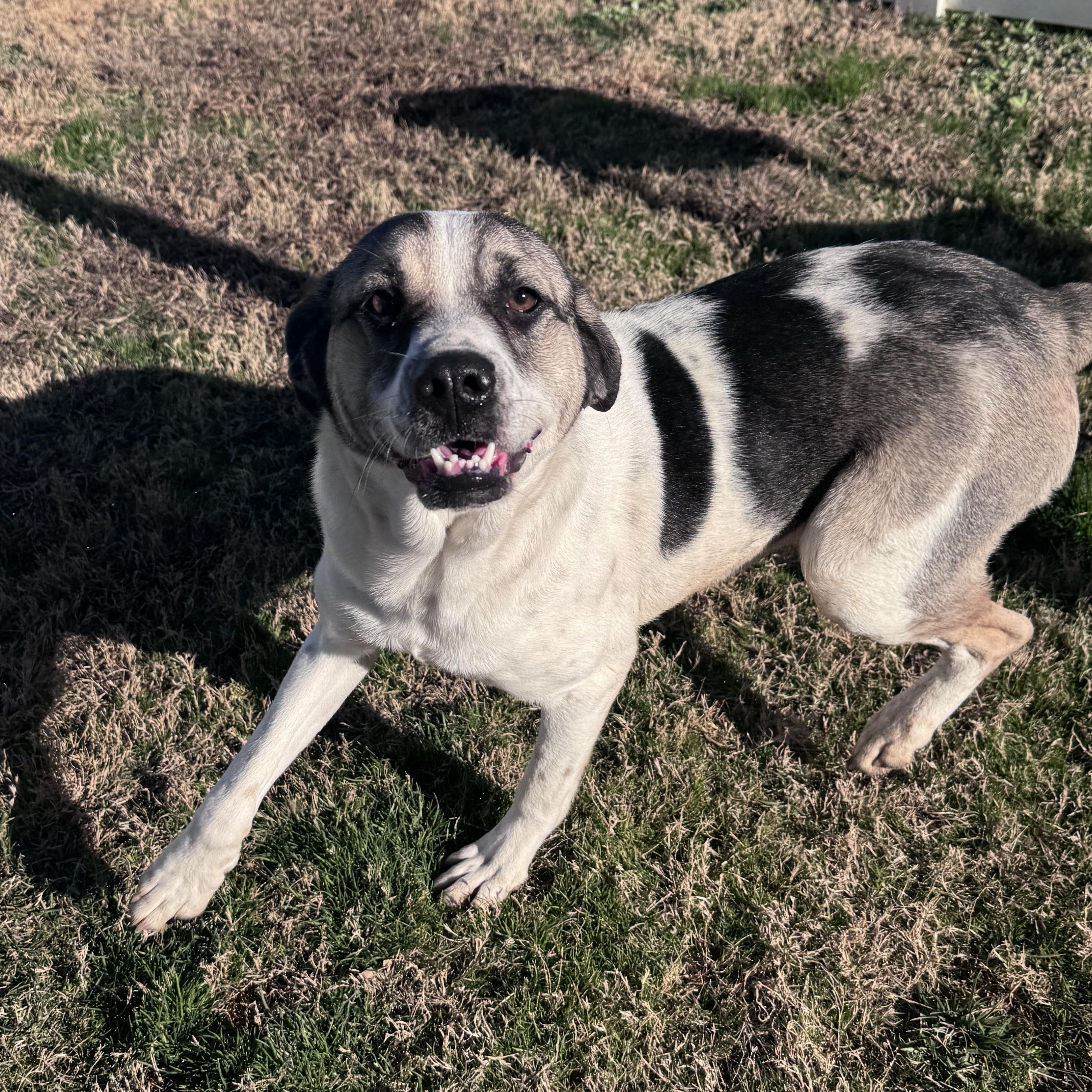 Yelena, a Adoptable mixed breed in Paramus, NJ image 6/6
