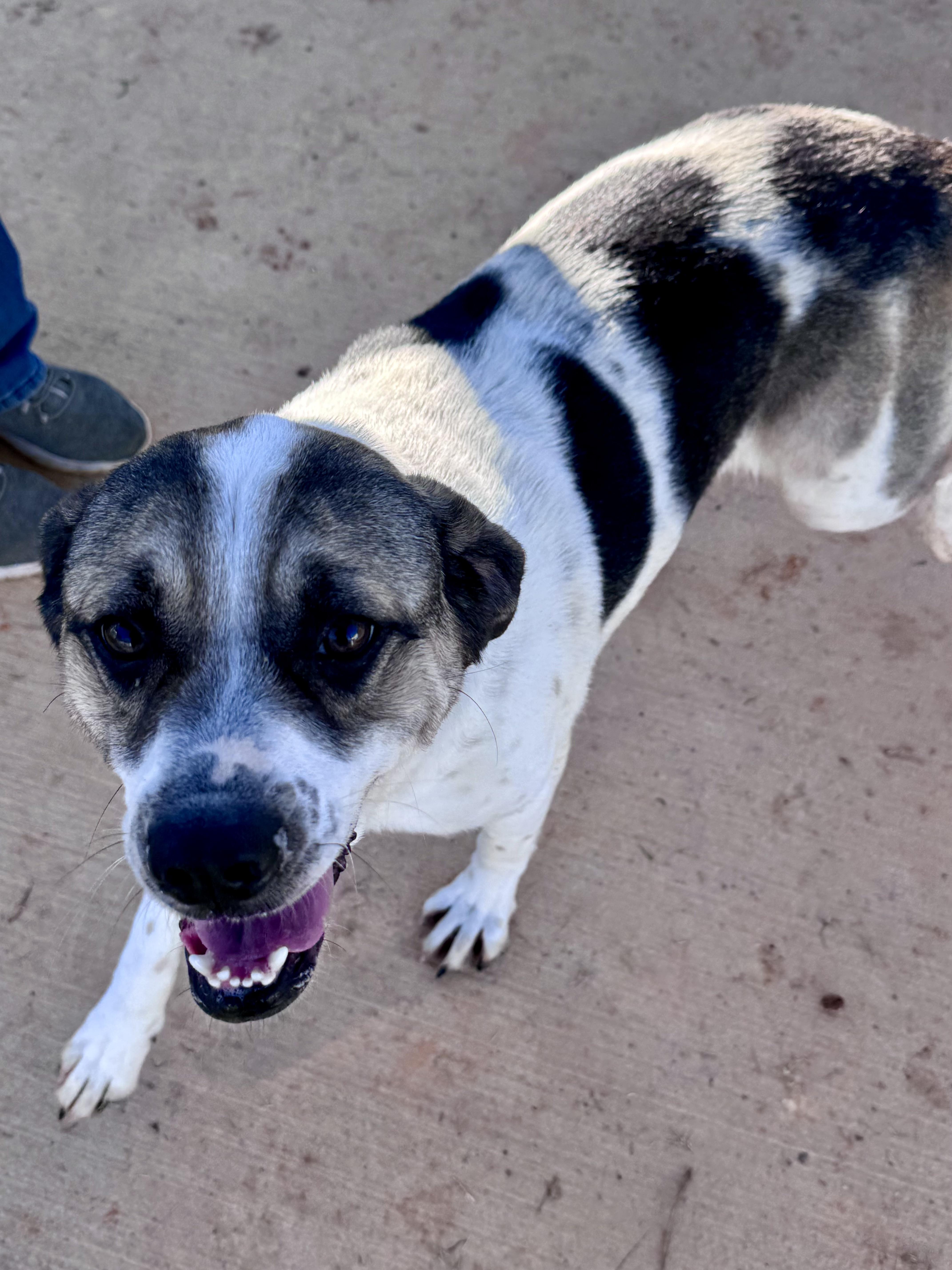 Yelena, a Adoptable mixed breed in Paramus, NJ image 5/6