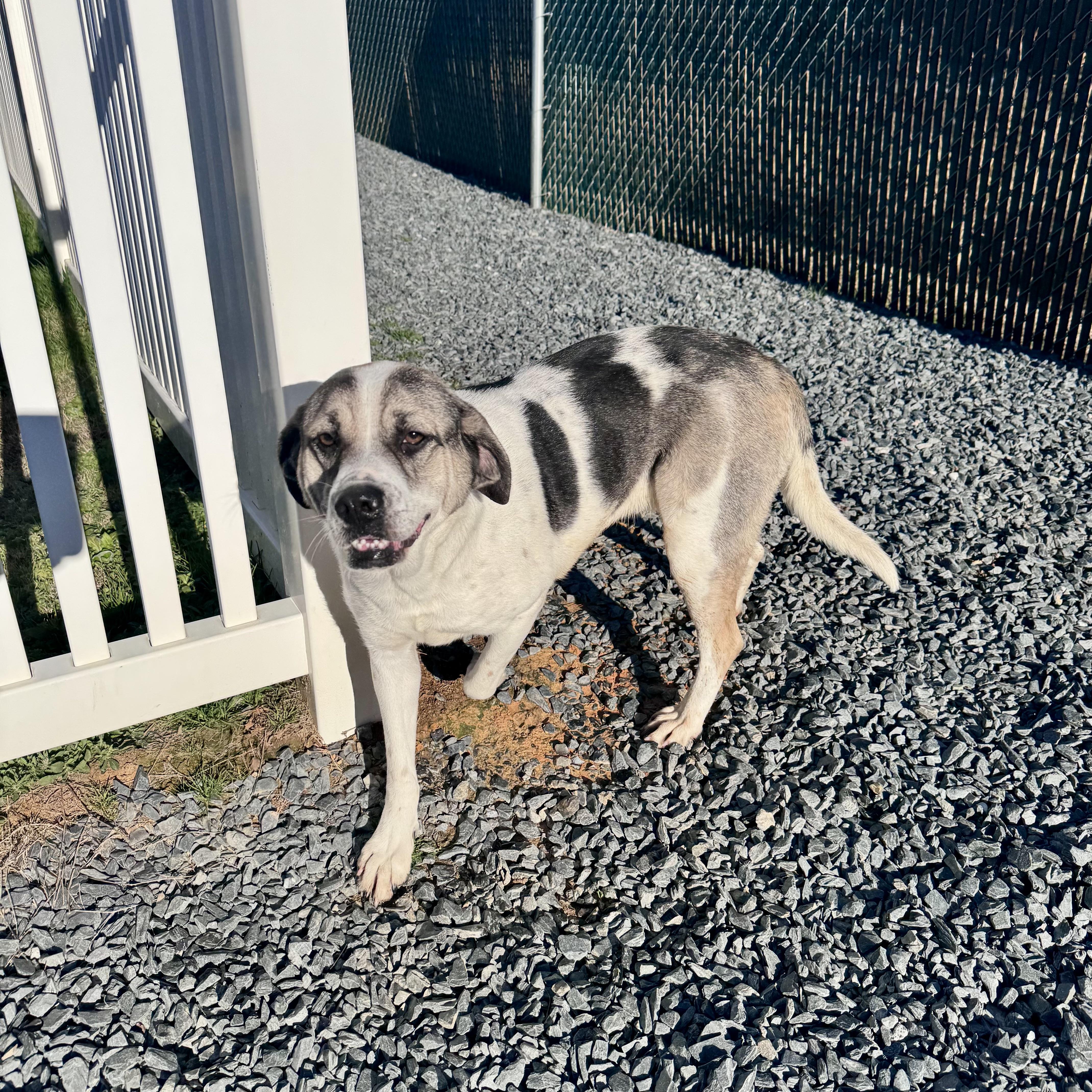 Yelena, a Adoptable mixed breed in Paramus, NJ image 4/6