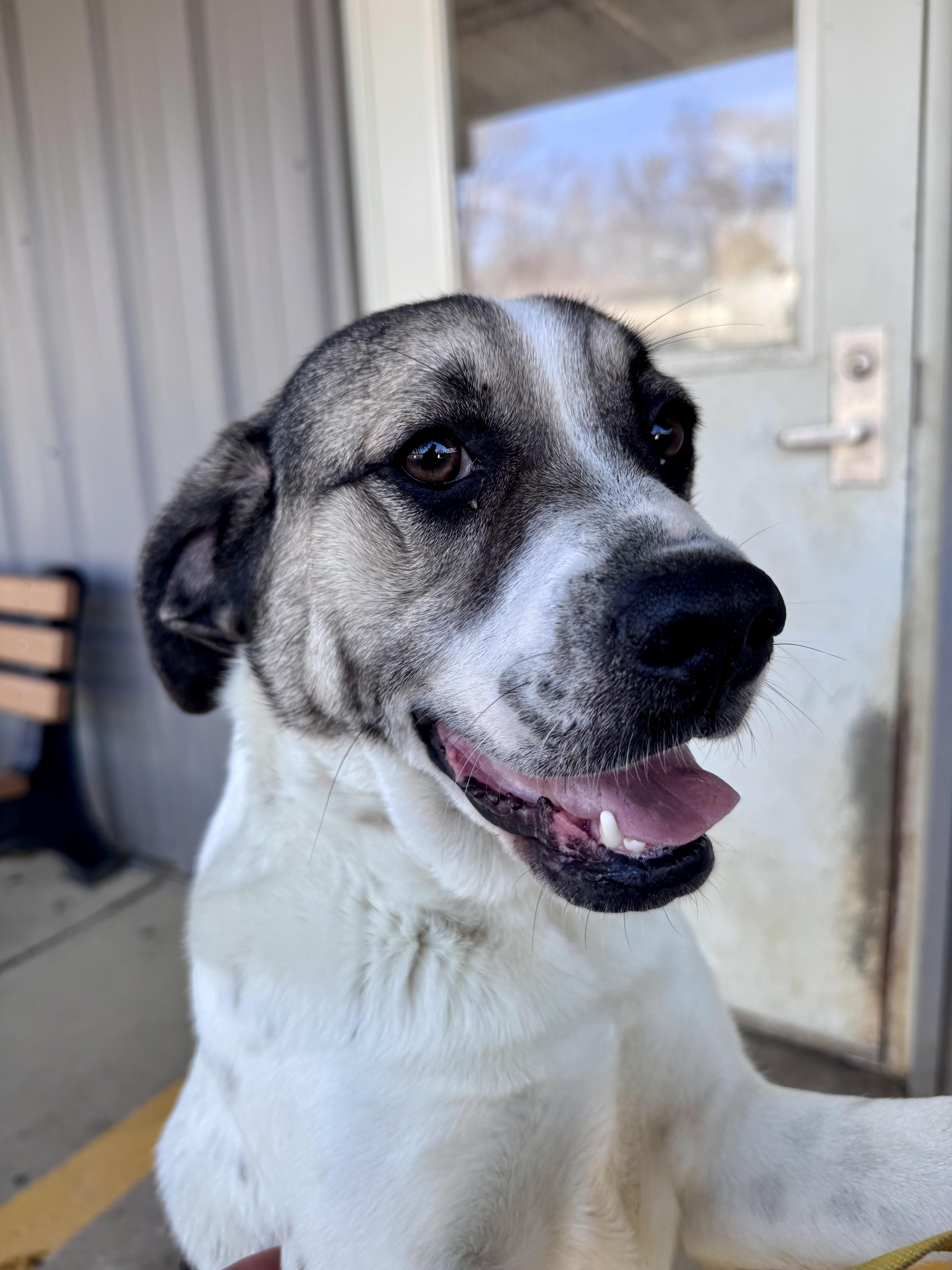 Yelena, a Adoptable mixed breed in Paramus, NJ image 1/6