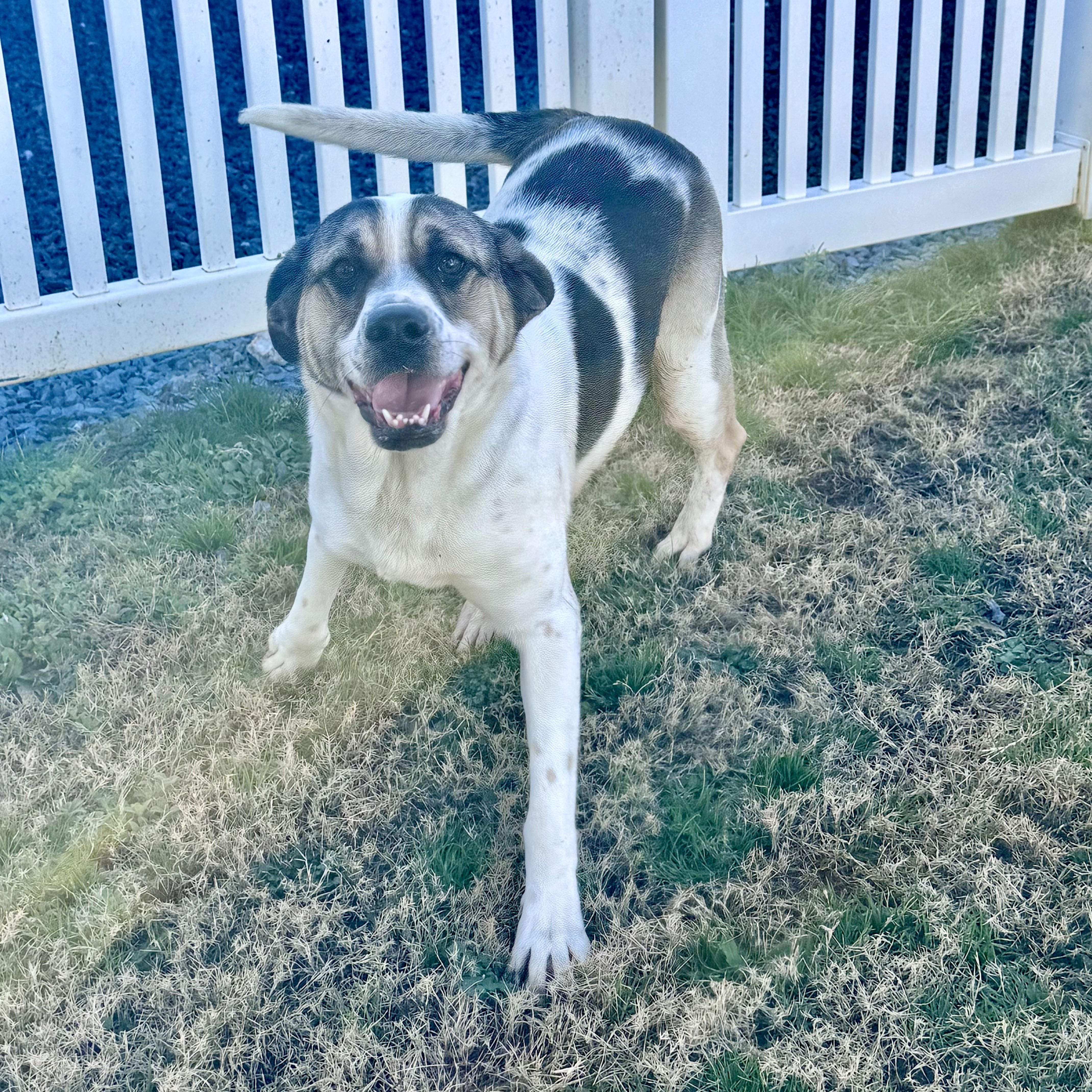 Yelena, a Adoptable mixed breed in Paramus, NJ image 3/6