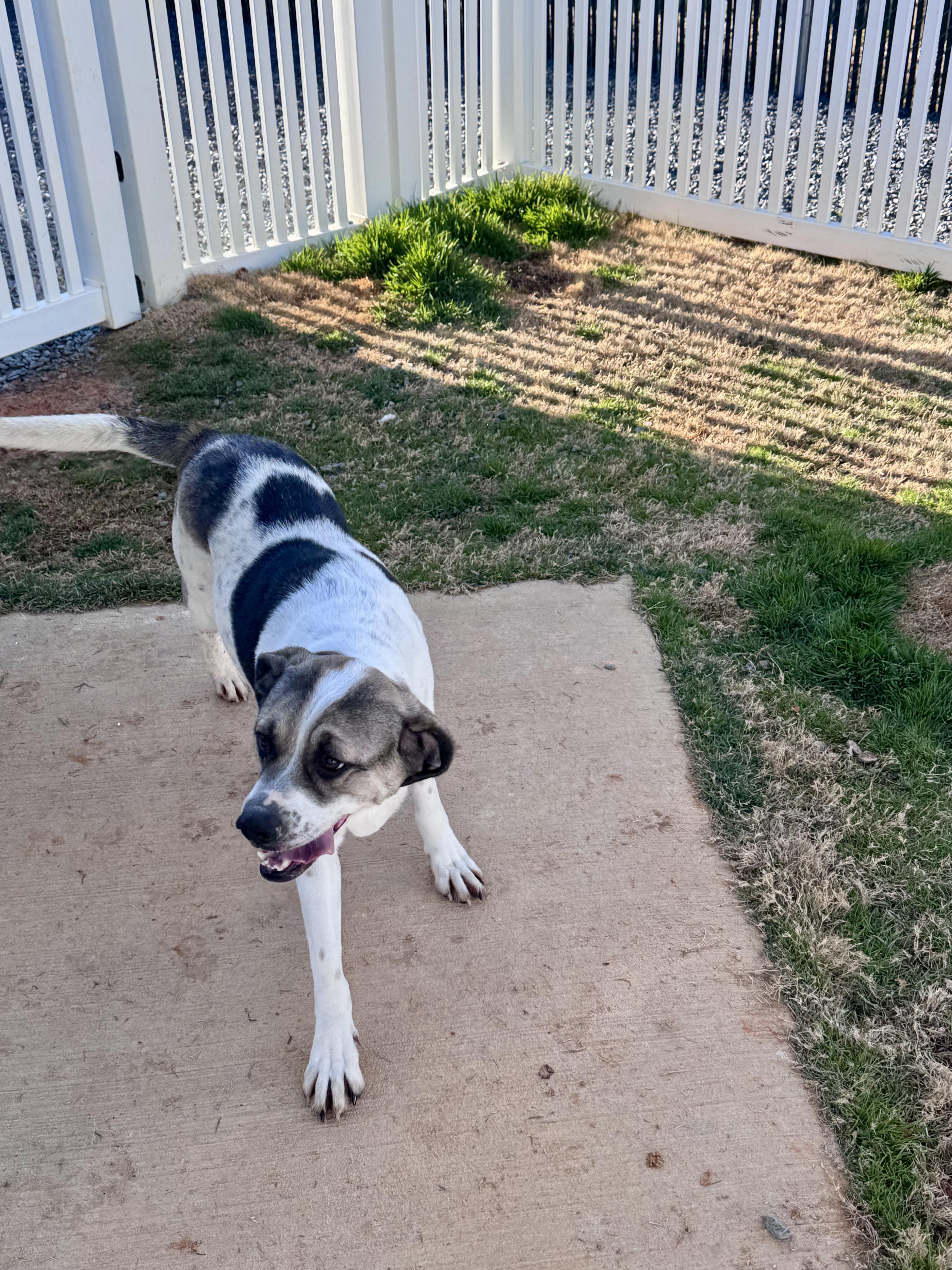 Yelena, a Adoptable mixed breed in Paramus, NJ image 2/6