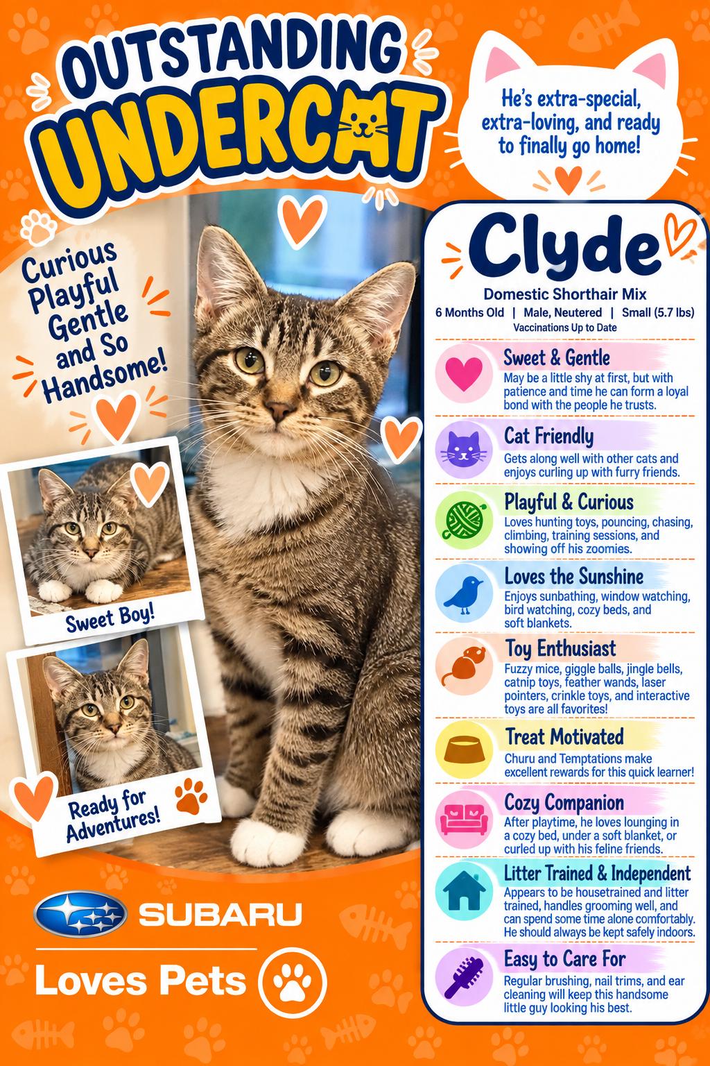 Clyde, Adoptable, Kitten Male Domestic Short Hair.