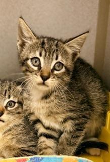 Clyde, adoptable, Kitten Male Domestic Short Hair.