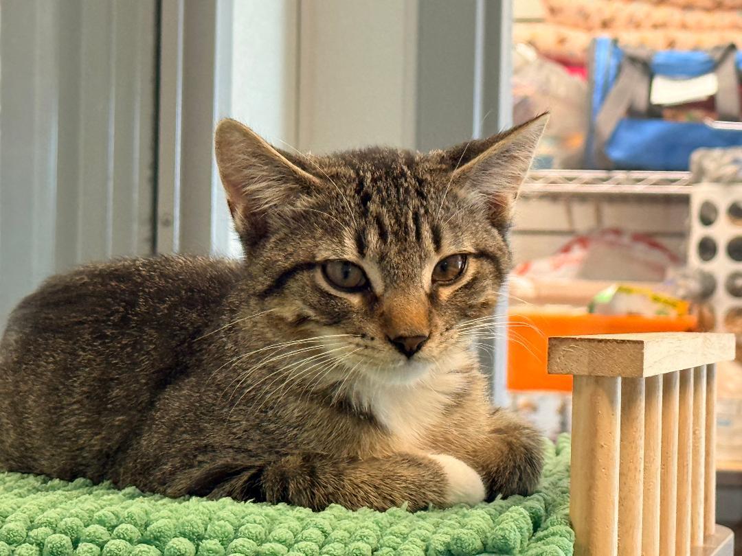 Clyde, adoptable, Kitten Male Domestic Short Hair.