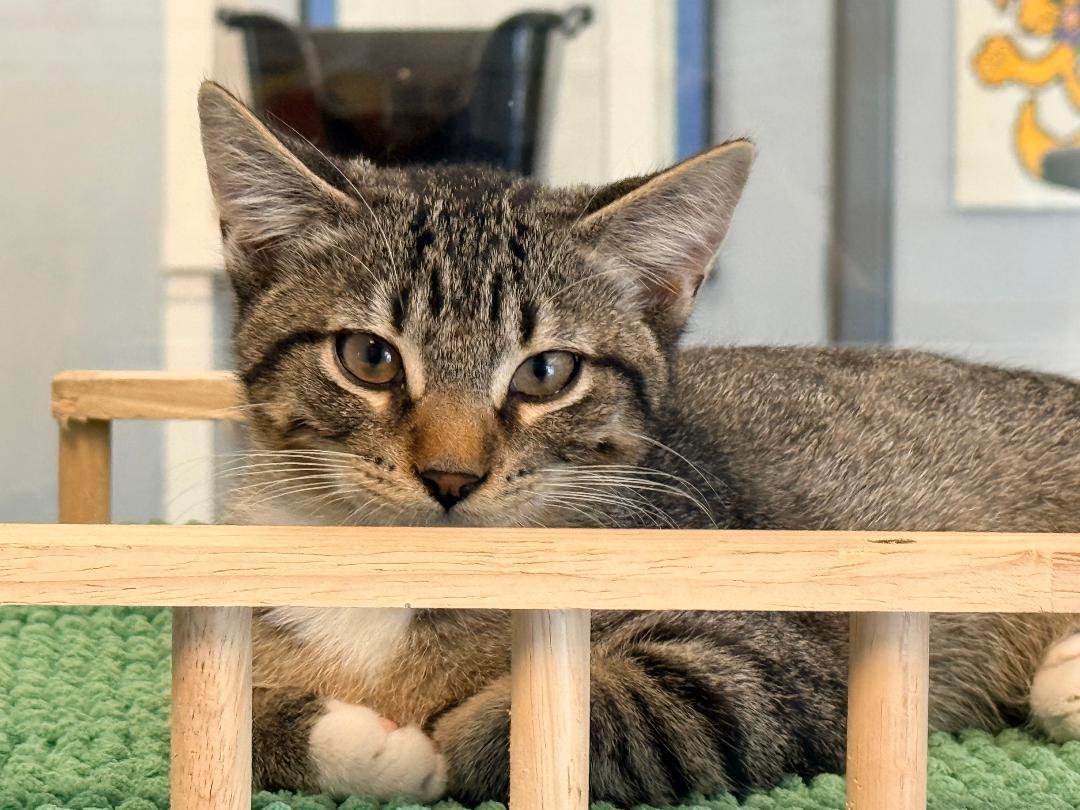 Clyde, an adoptable Domestic Short Hair in Winter Haven, FL image 3/5