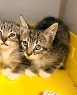 Enlarge Clyde, an adoptable Domestic Short Hair in Winter Haven, FL image 2/2