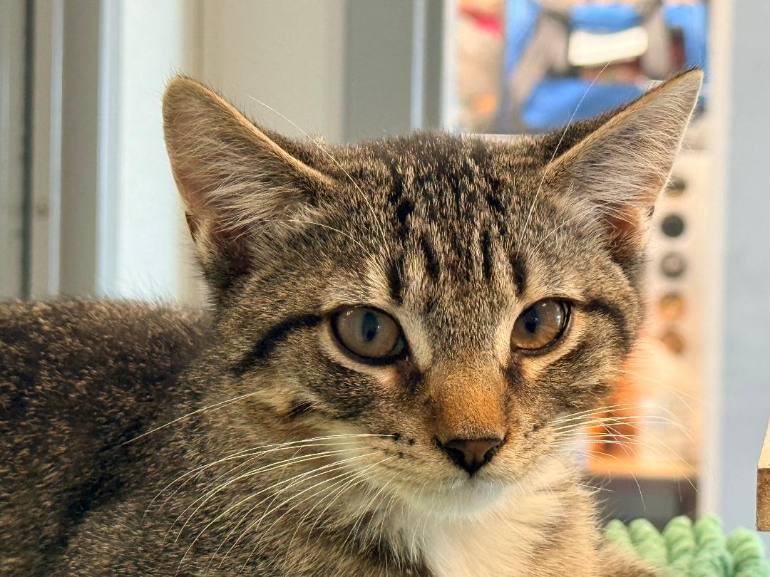 Clyde, an adoptable Domestic Short Hair in Winter Haven, FL image 2/5