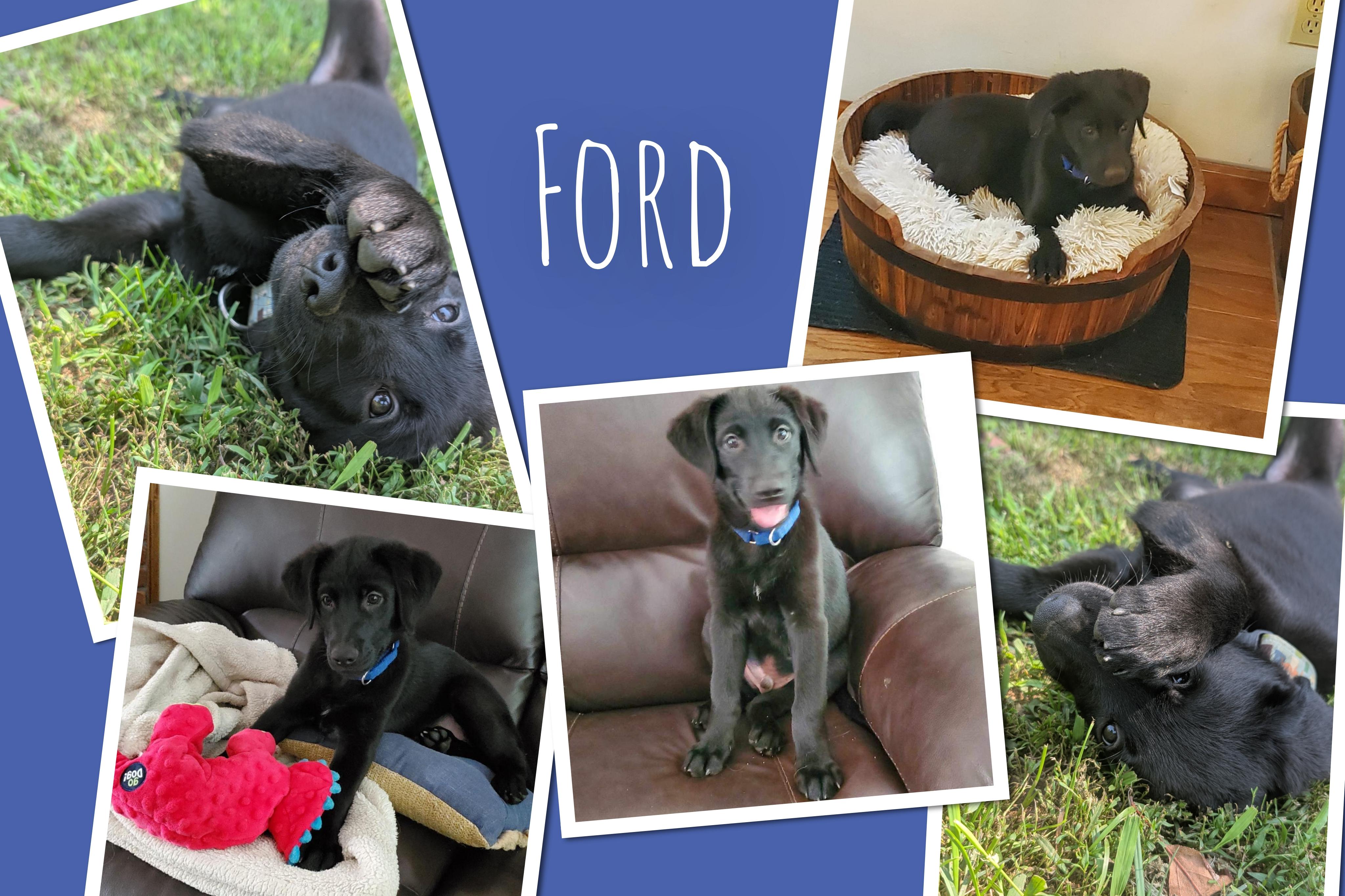 Ford, Adopted, Puppy Male Golden Retriever & German Shepherd Dog.