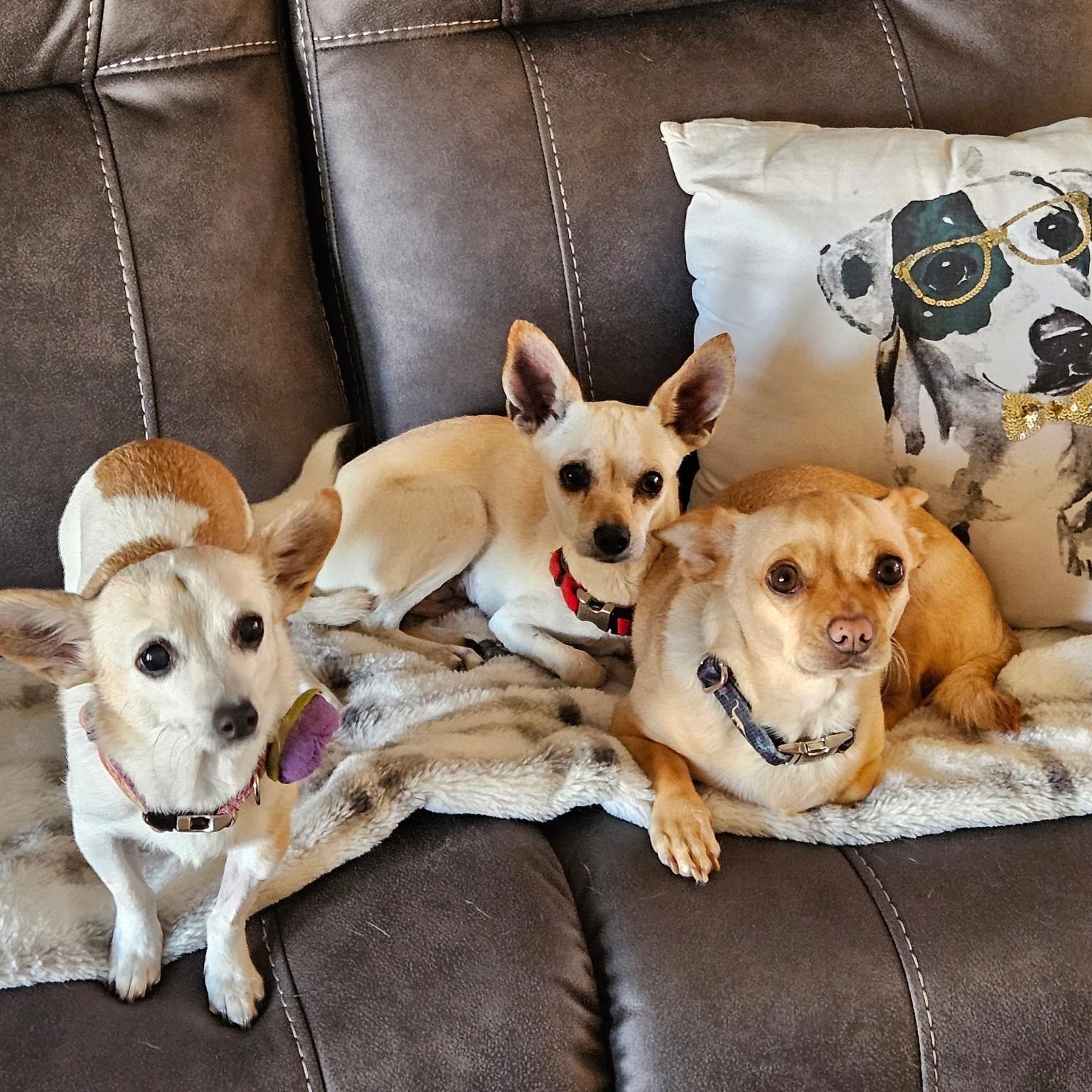 COREY, an adoptable Chihuahua in Marana, AZ image 3/5