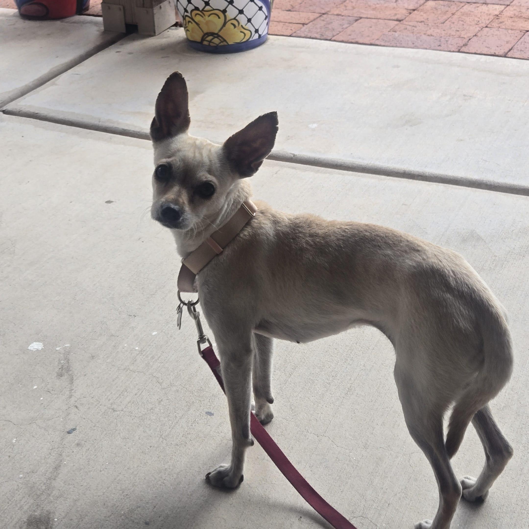 COREY, an adoptable Chihuahua in Marana, AZ image 4/5