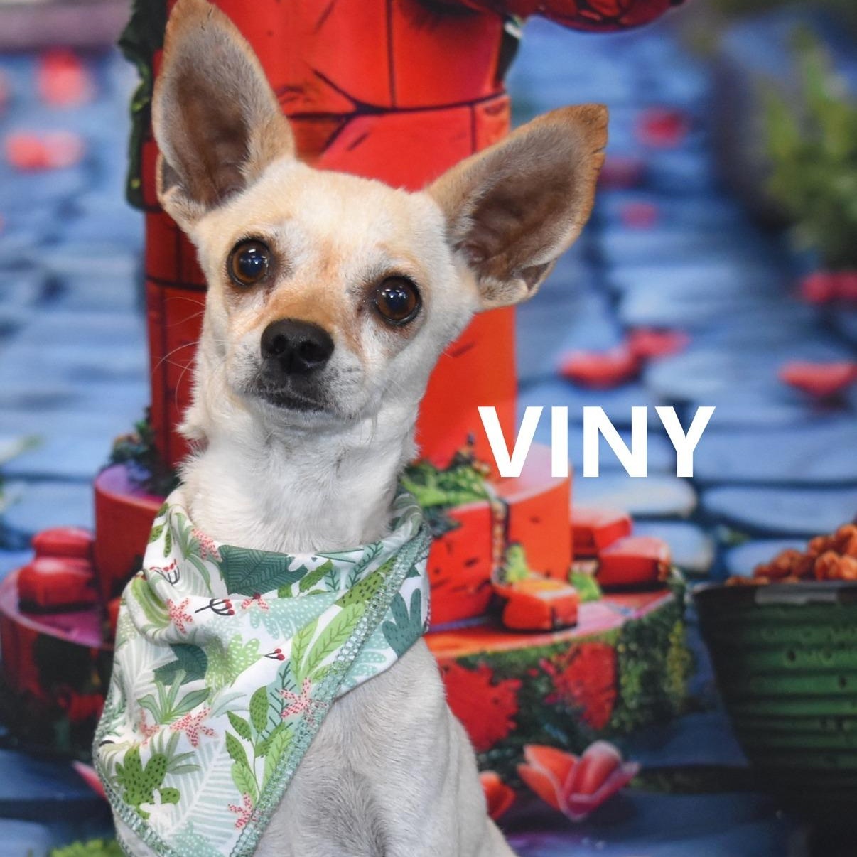 COREY, an adoptable Chihuahua in Marana, AZ image 5/5