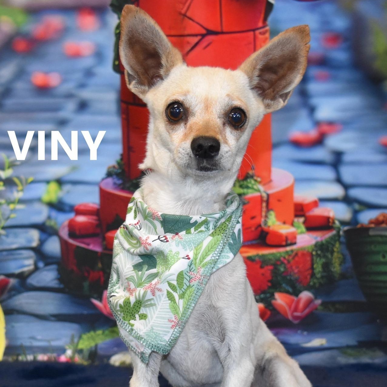 COREY, an adoptable Chihuahua in Marana, AZ image 1/5