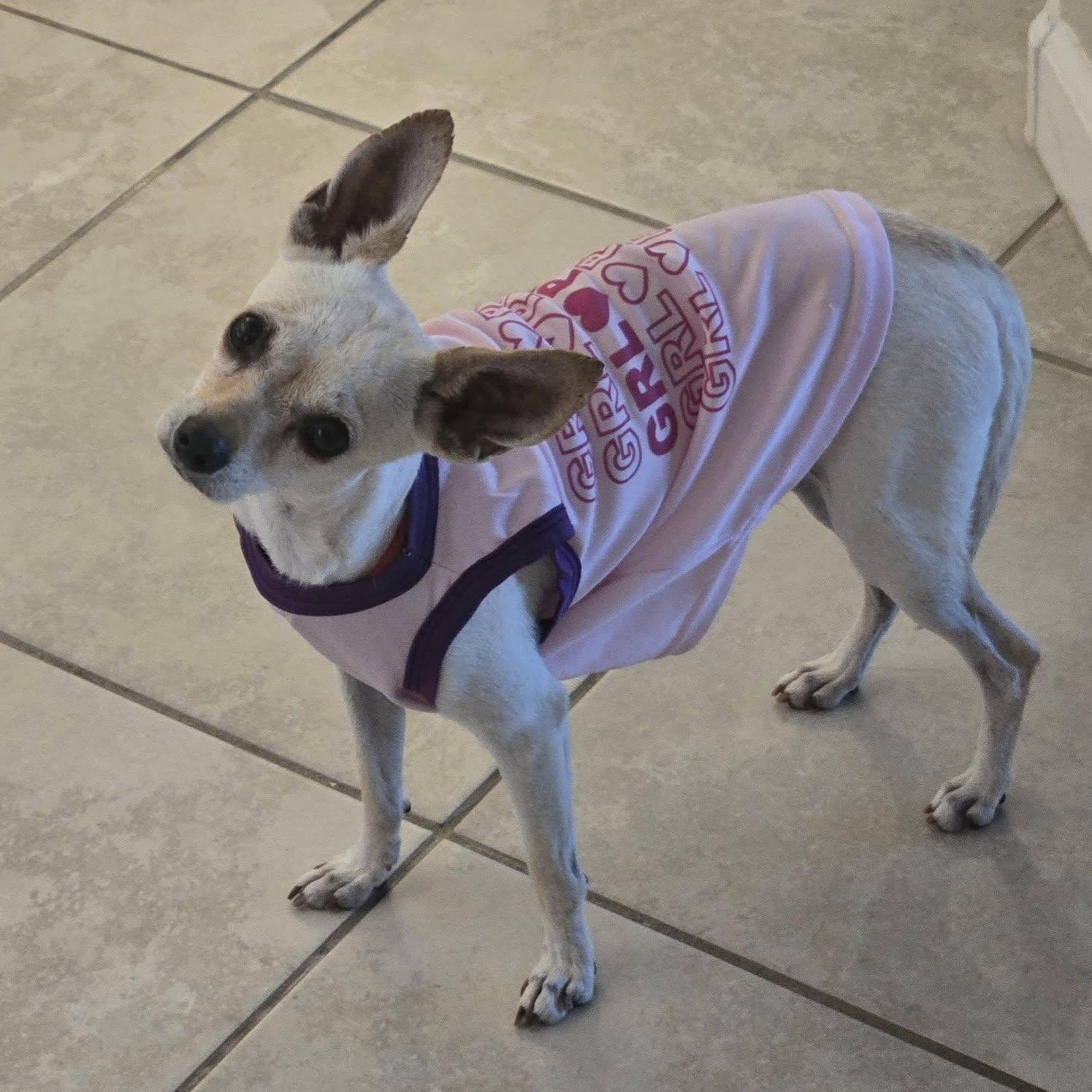 COREY, an adoptable Chihuahua in Marana, AZ image 2/5