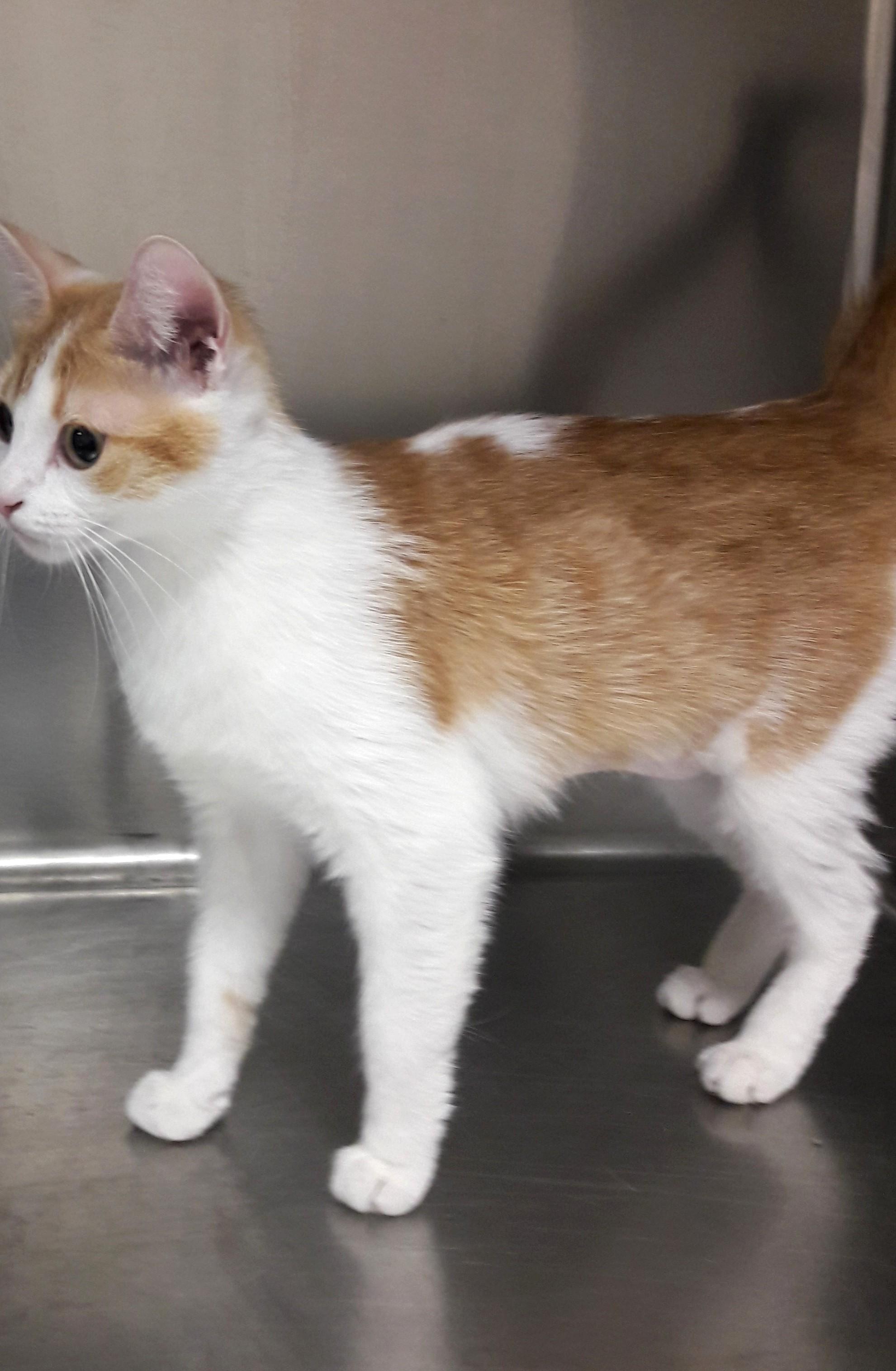 Sophia, an adoptable Domestic Short Hair in Mesquite, NV image 4/4